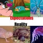 expectations